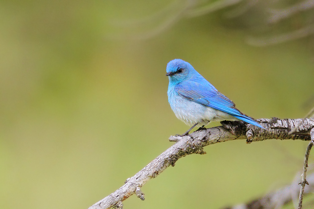 Mountain Bluebird