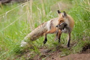 Yellowstone Spring Tour #1