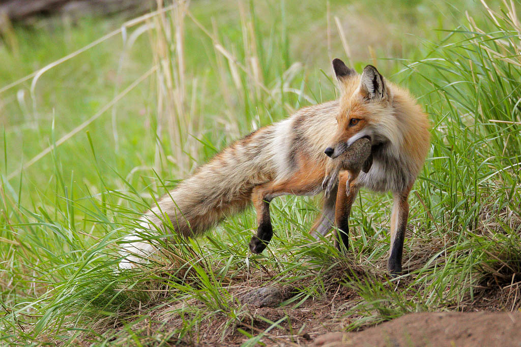 Male red fox bringing food to the kits