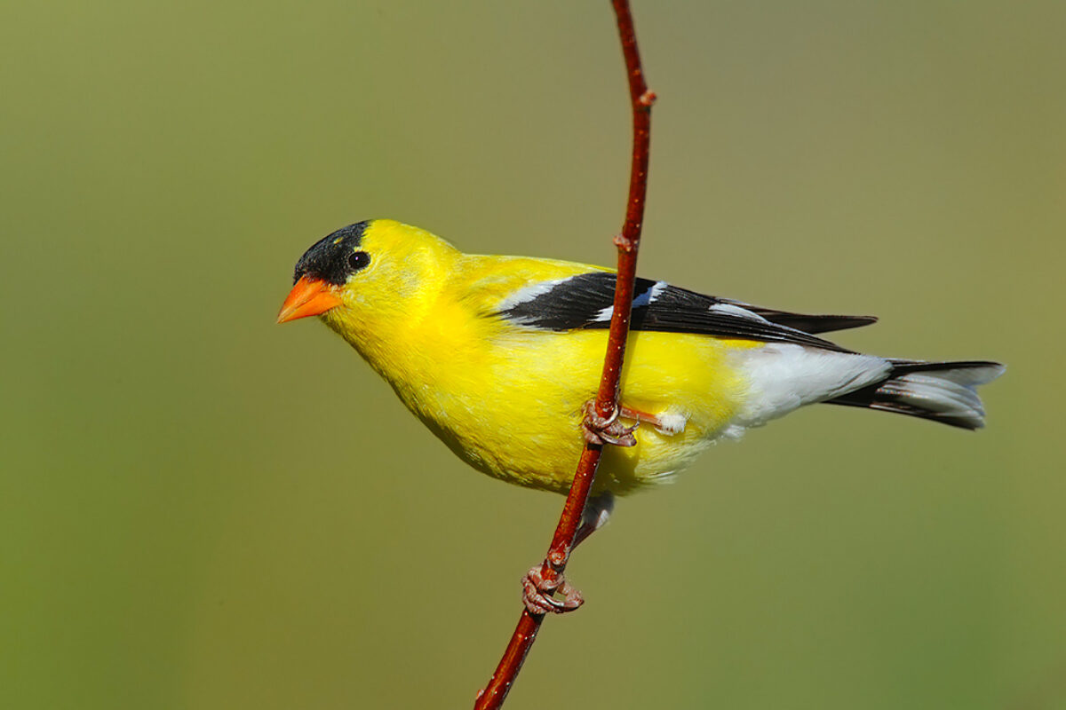 Spring is for the birds!