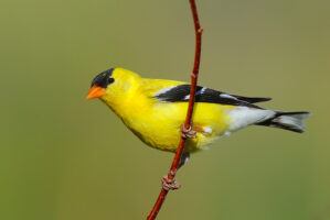 Spring is for the birds!