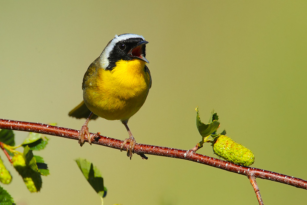 Singing Yellowthroat