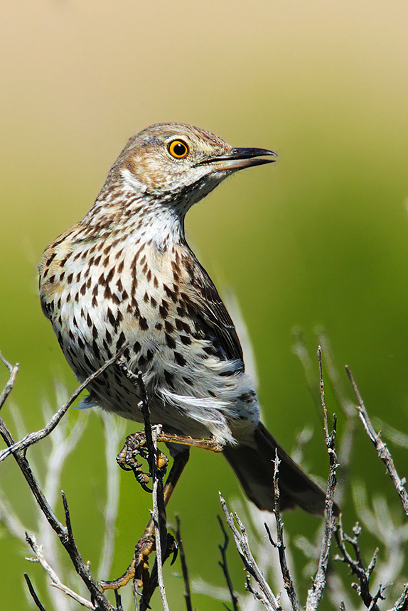 Sage Thrasher