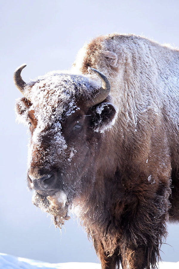 Frosty Bison