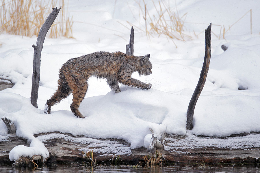 Bobcat on the Madison River