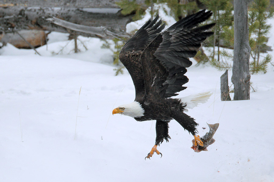 Bald eagle with trout