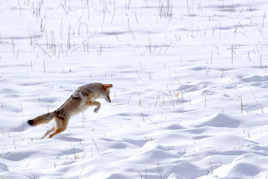 Pouncing Coyote