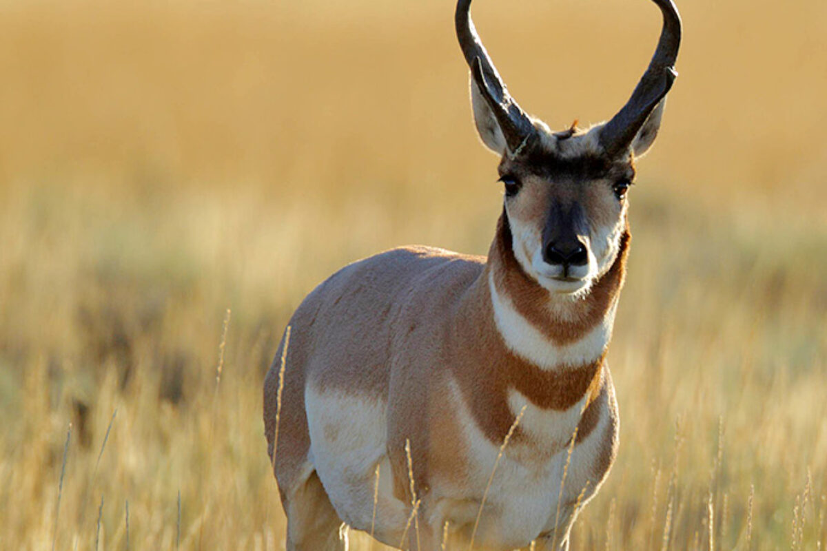 The pronghorn rut 2014