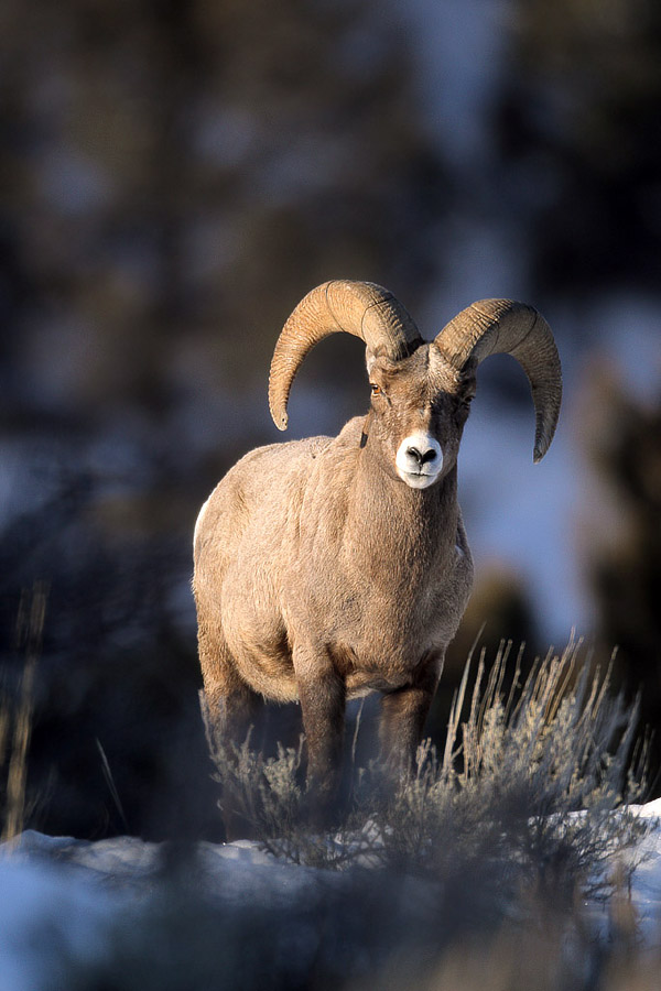 Bighorn ram