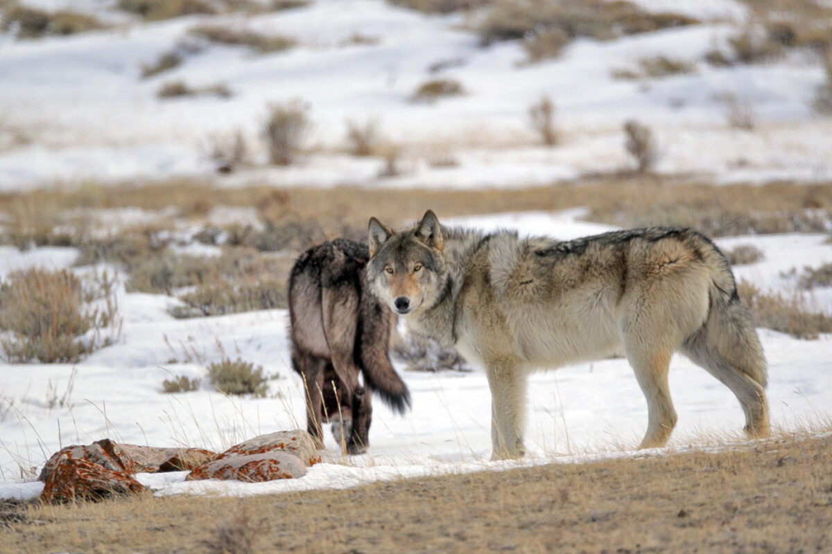 Weekend of Wolves