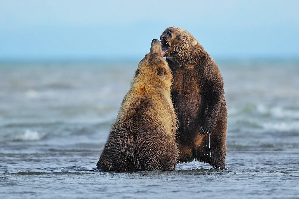 Confrontation