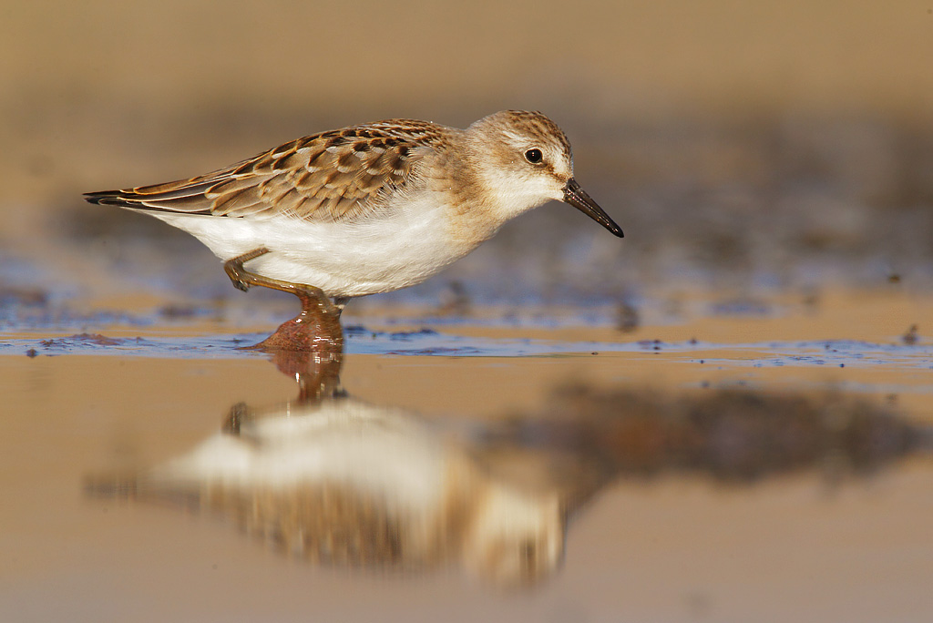 Least sandpiper