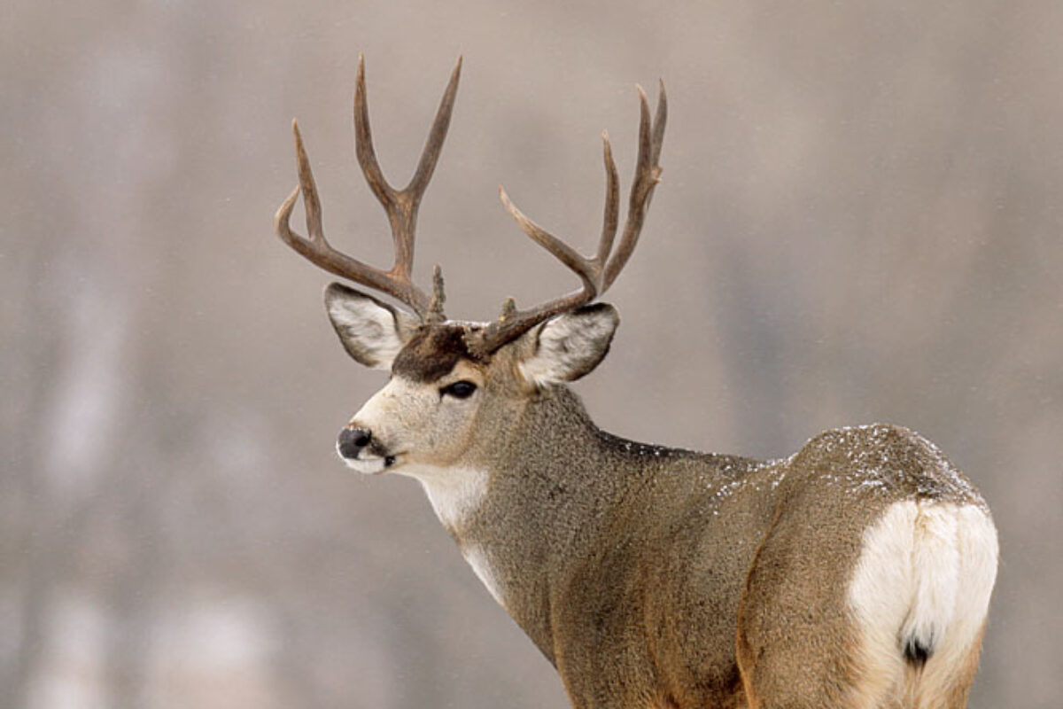 Wyoming Mule Deer