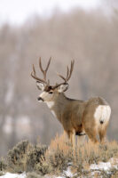 Wyoming Mule Deer