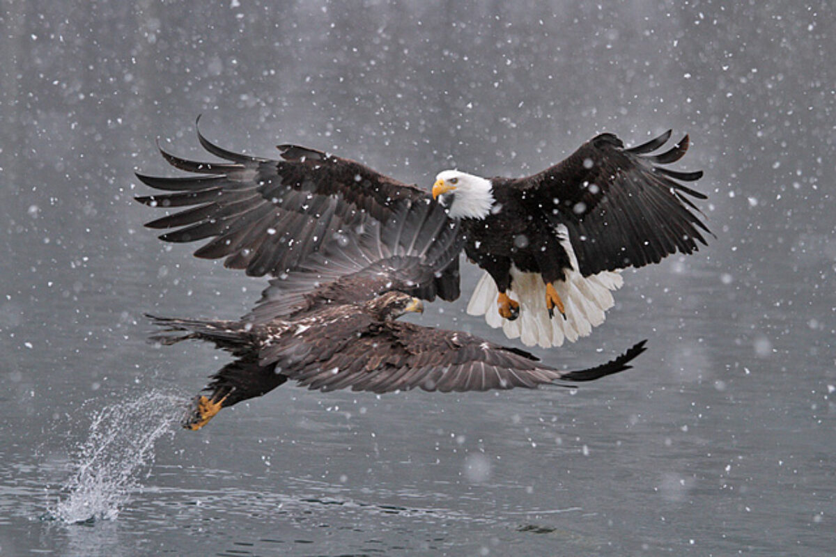 Canon EF70-200mm F4 IS in Alaska