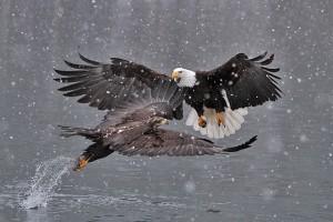 Canon EF70-200mm F4 IS in Alaska