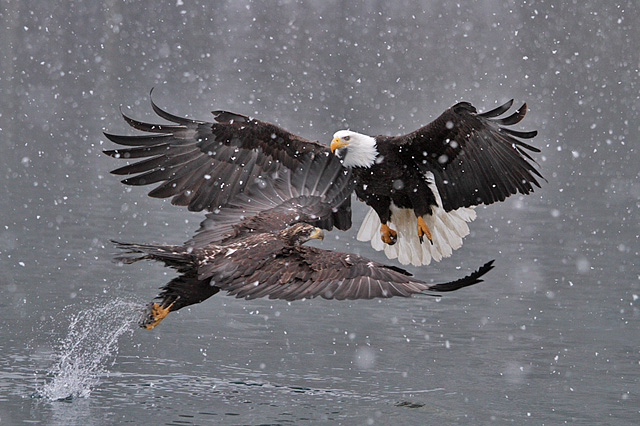 Canon EF70-200mm F4 IS in Alaska