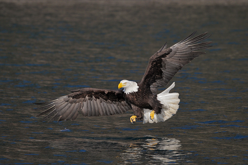 Eagleflight1