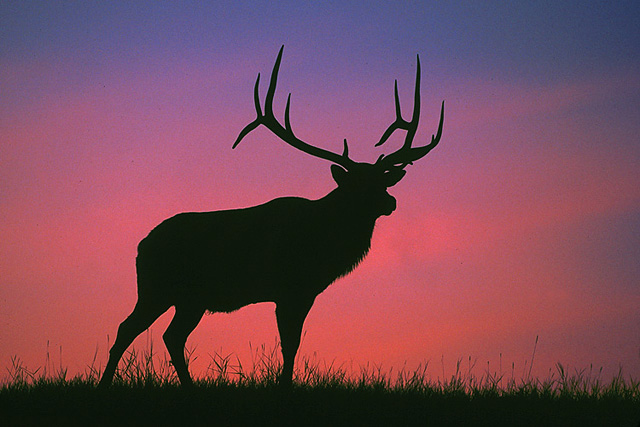 elksunrise