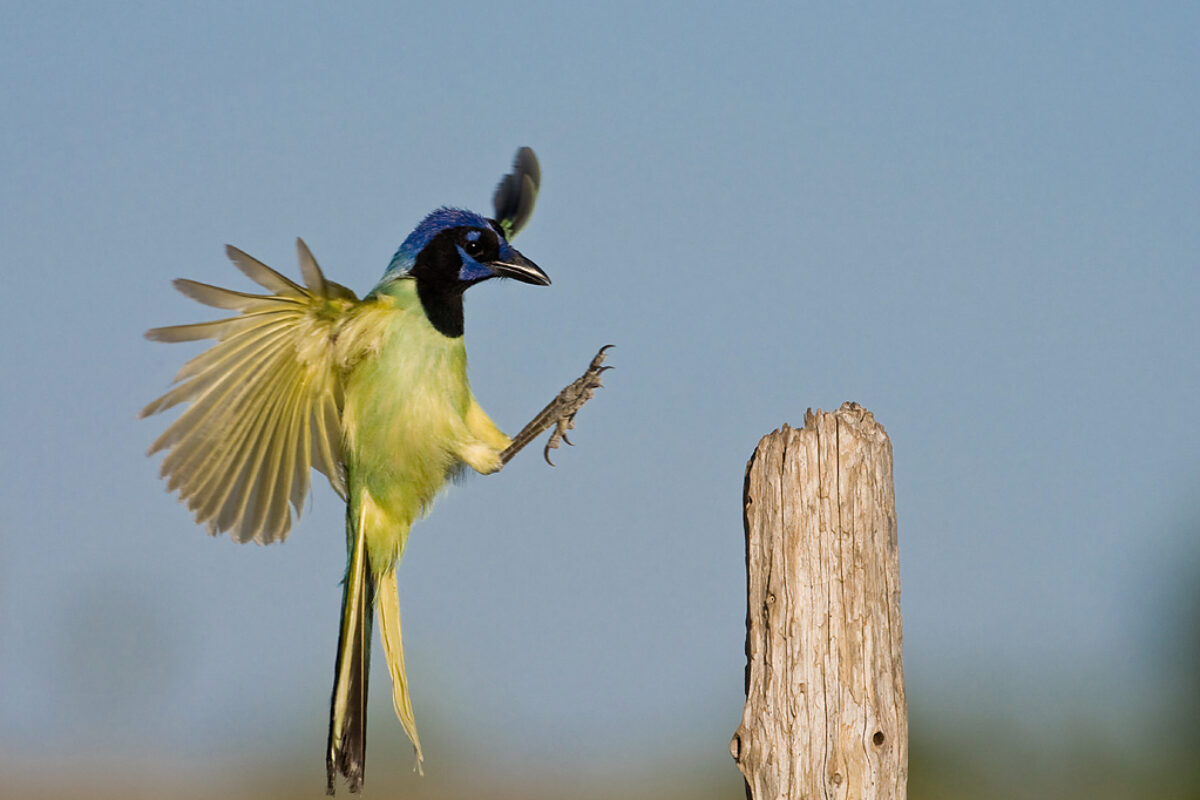 Images For Conservation Pro-Am Contests 2012