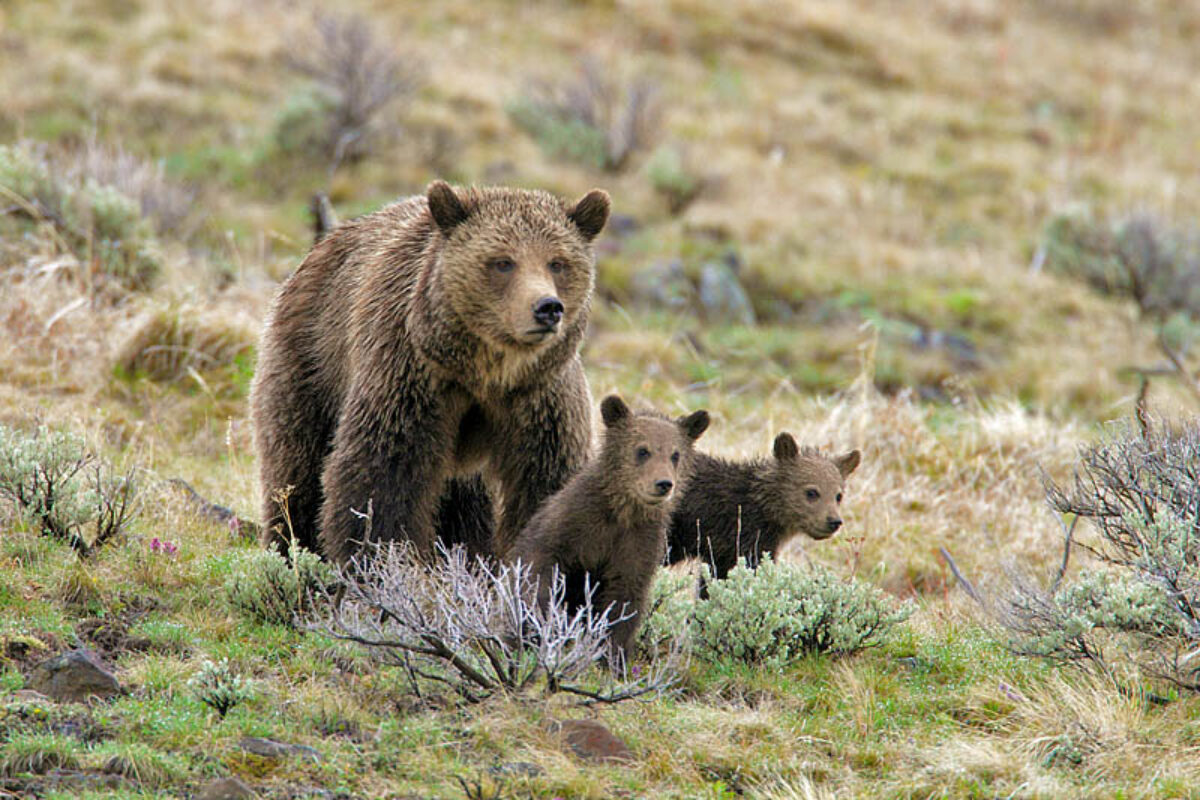 Private Yellowstone National Park Photo Tours