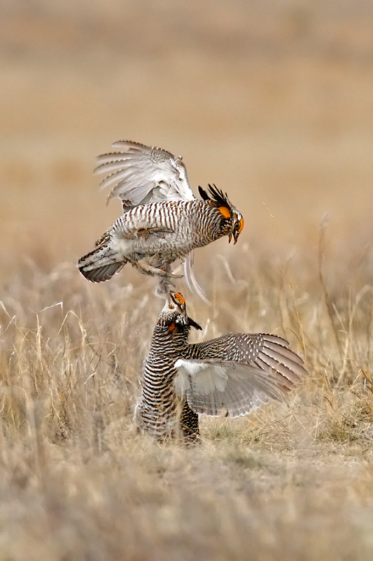 gpchickenfight1