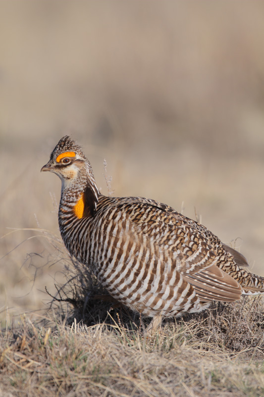 gpchickenfullframe