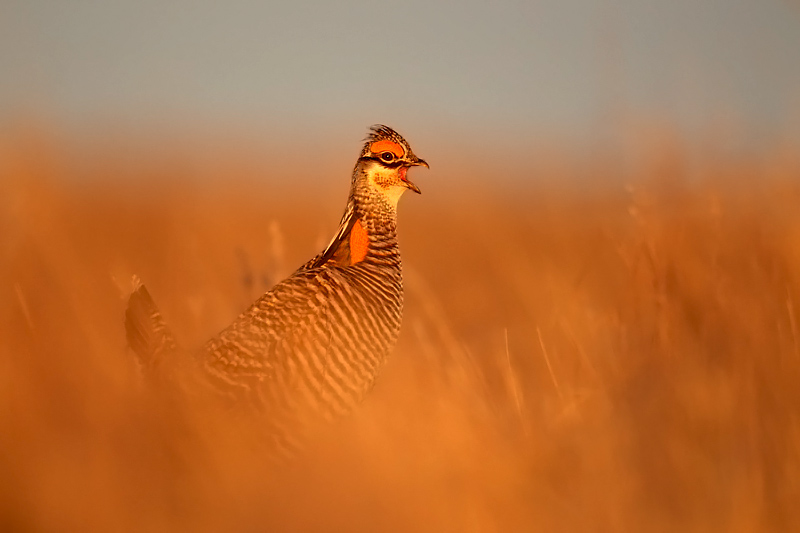 Gprairedchicken2