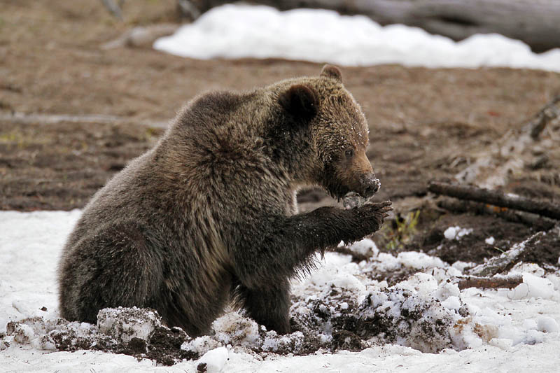 griz1