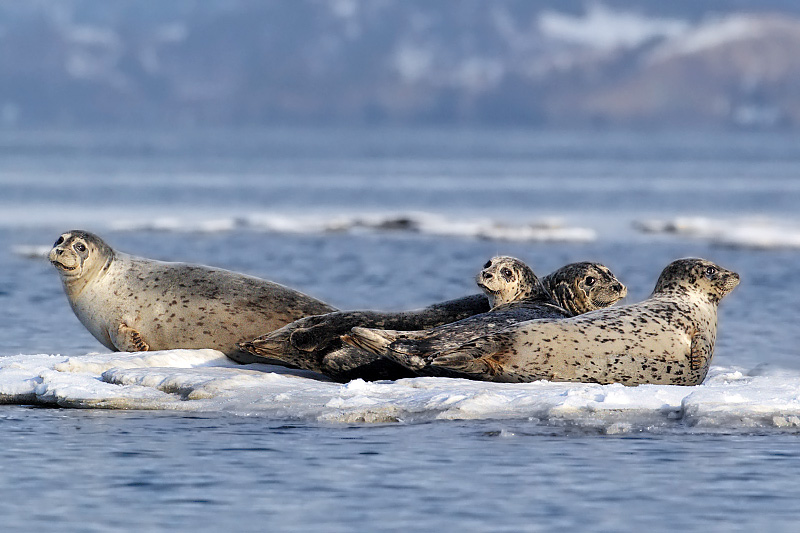 harborseal1