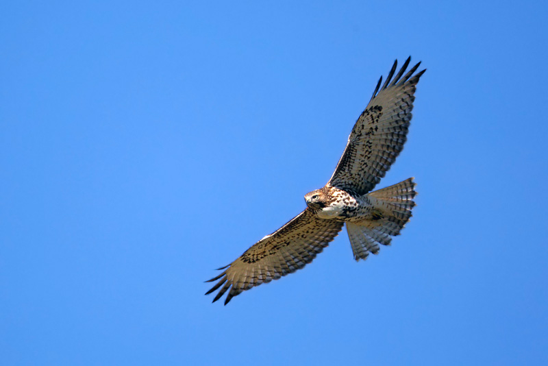 hawk1