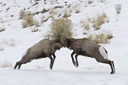 Rocky Mountain Bighorn Sheep