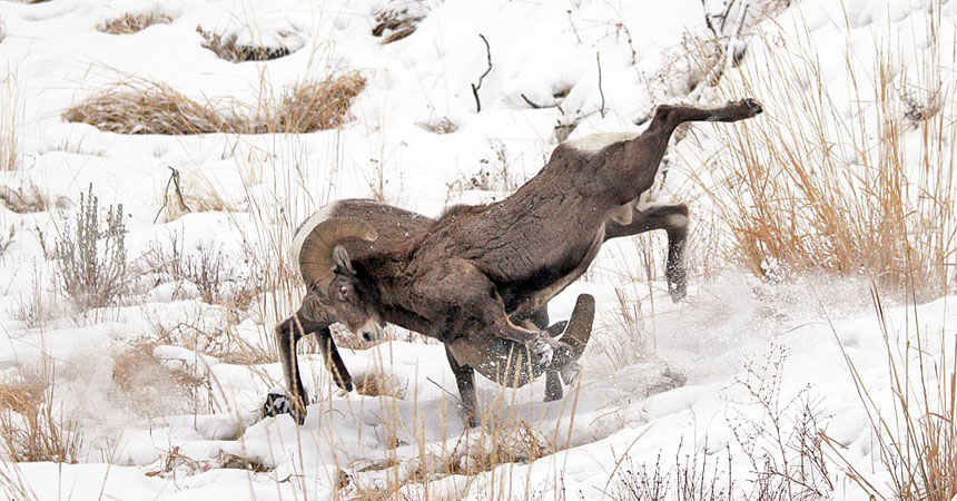 Bighorn sheep fighting in Wyoming