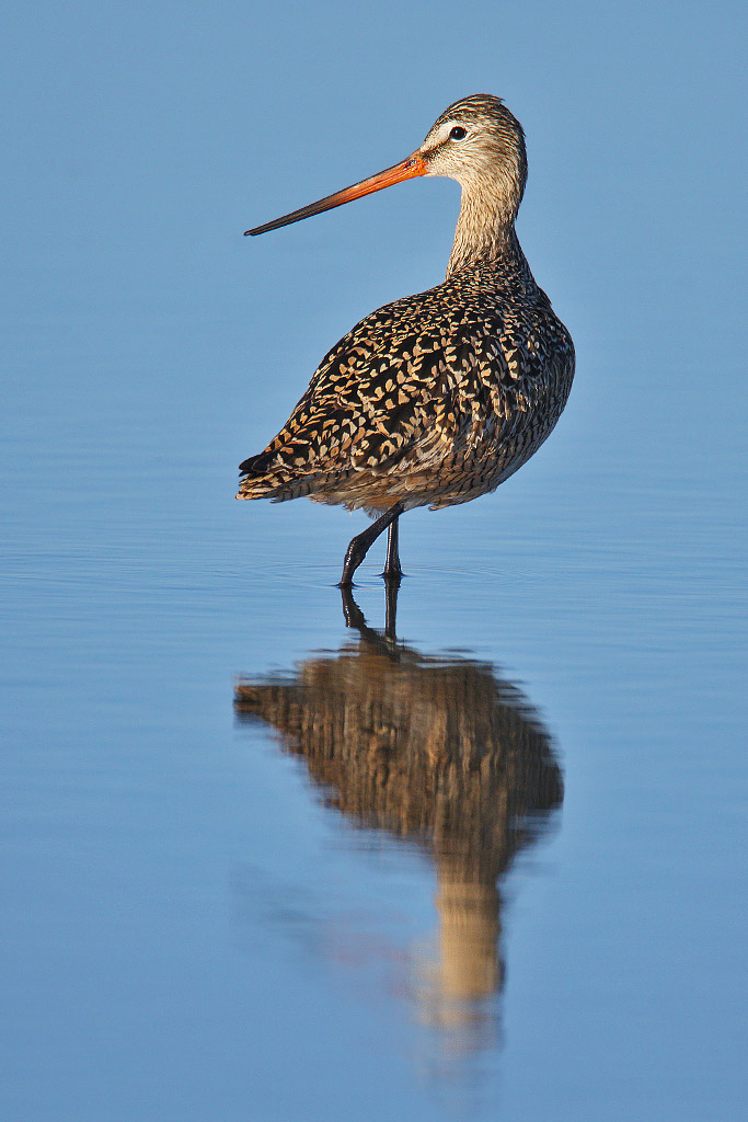 Marbled Godwit
