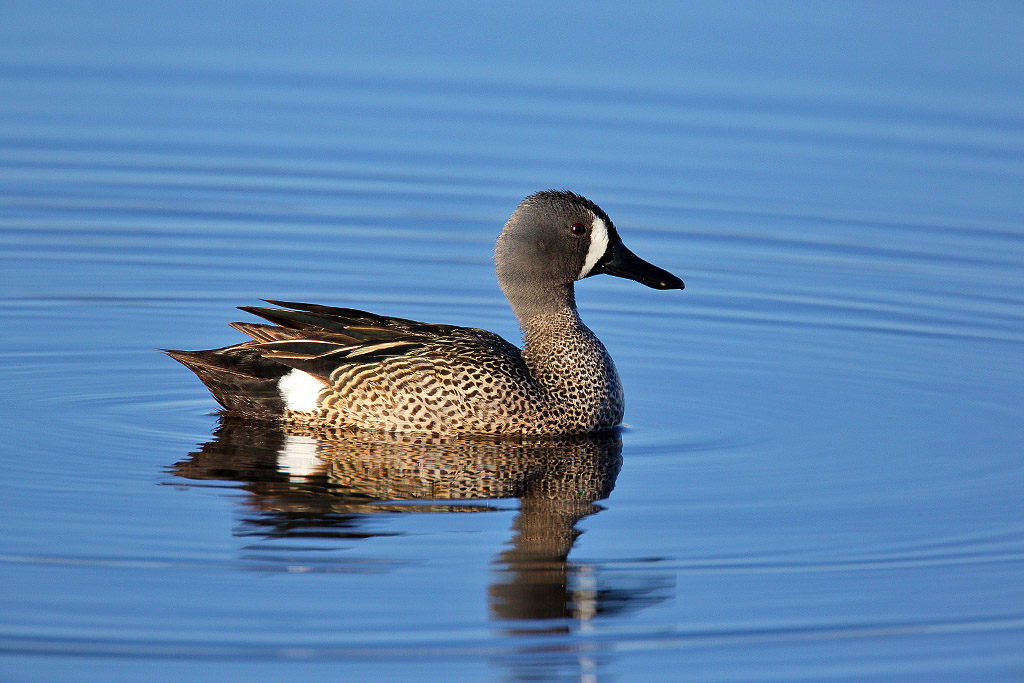 Blue-winged teal drake