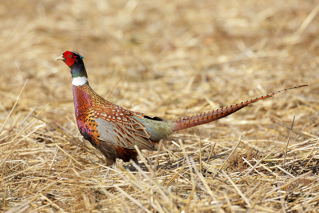 Ring-necked pheasant