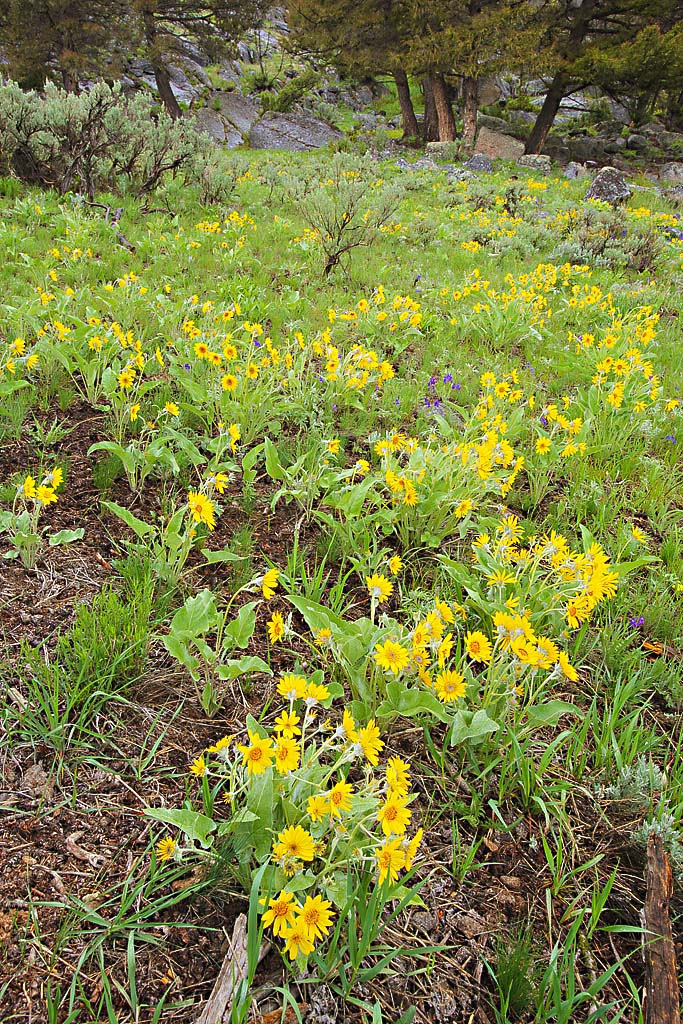 Wildflower Bloom in Yellowstone