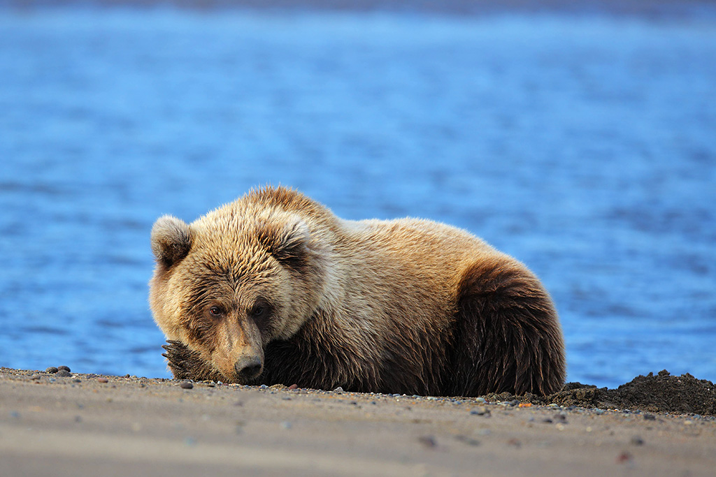 2nd year cub