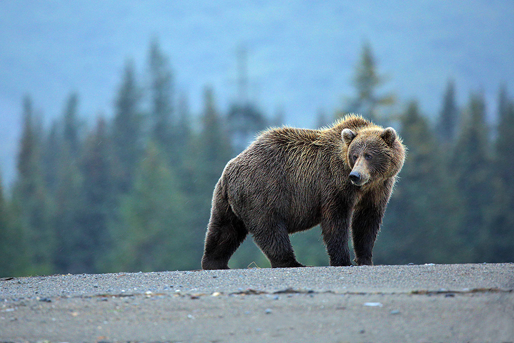 Alaskan brown bear sow