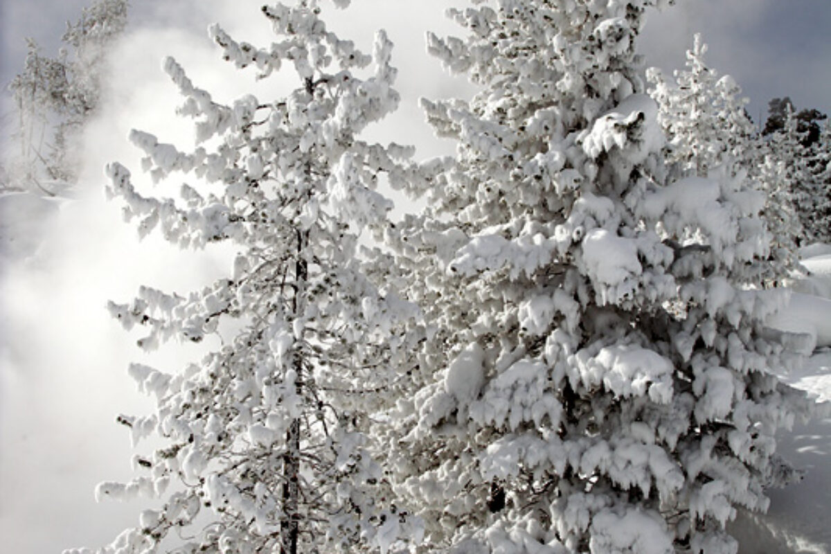 Winter in Yellowstone