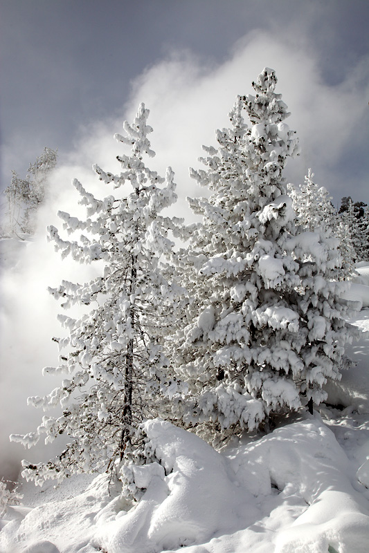 Winter in Yellowstone