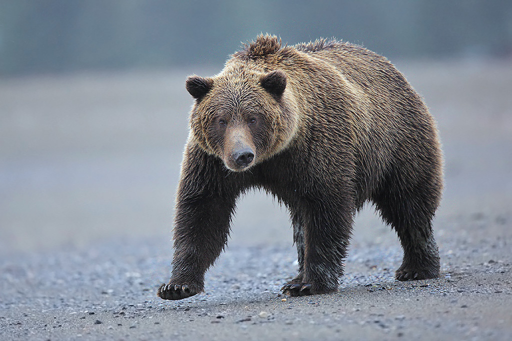 Brown bear