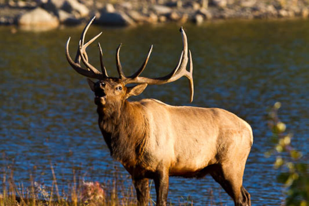 Jasper National Park (trip report)