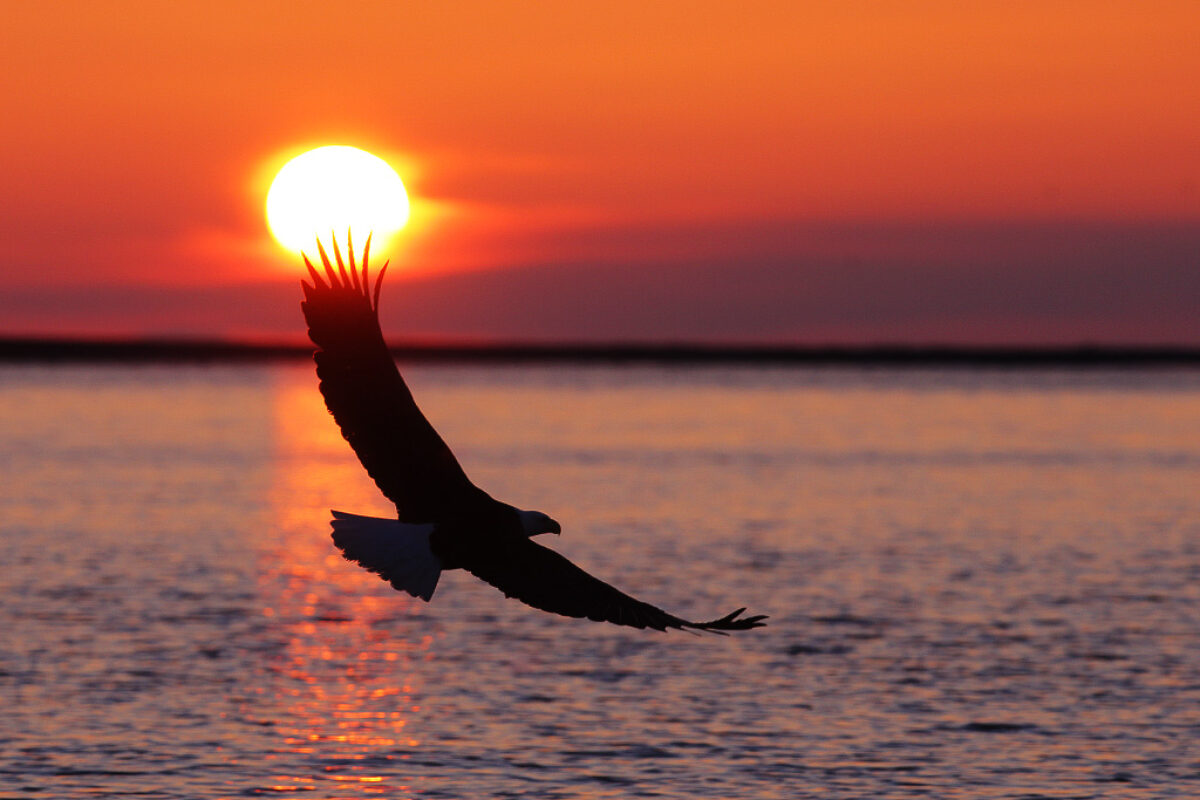 “Bald Eagles of Alaska”  Trip Report