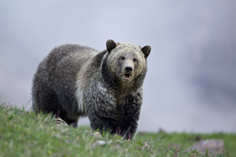 Grizzly bear