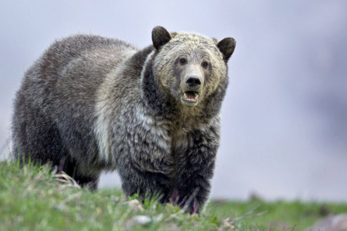 2017 Yellowstone Spring – “The Bears of Yellowstone” Photo Tour