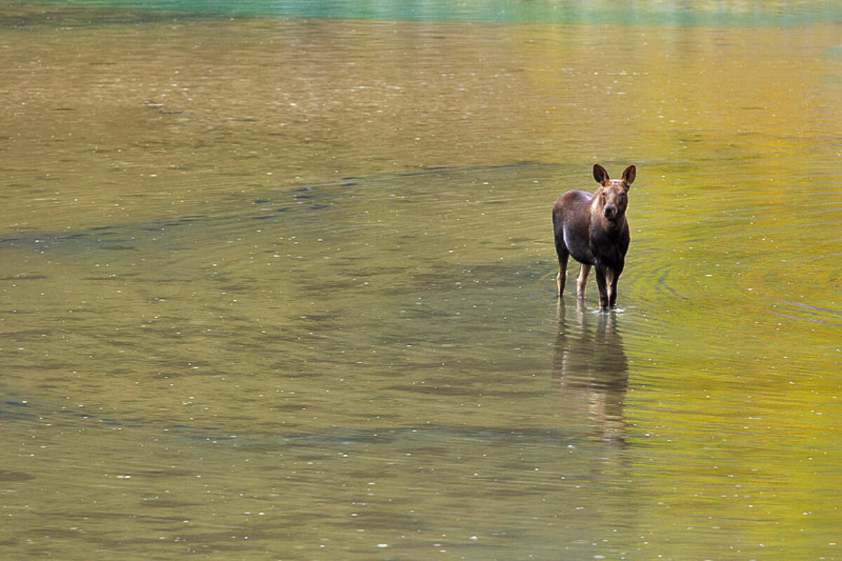 Wildlife Images from the Canadian Rockies