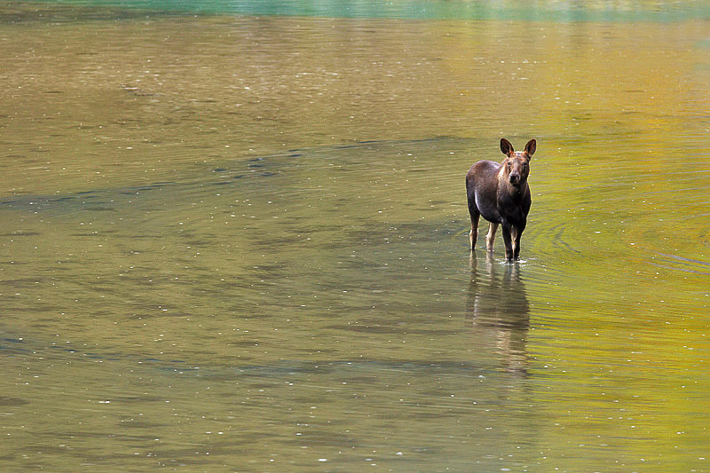 moose1