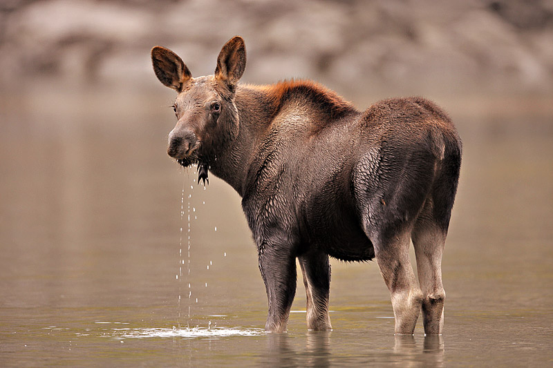 moosecalf2