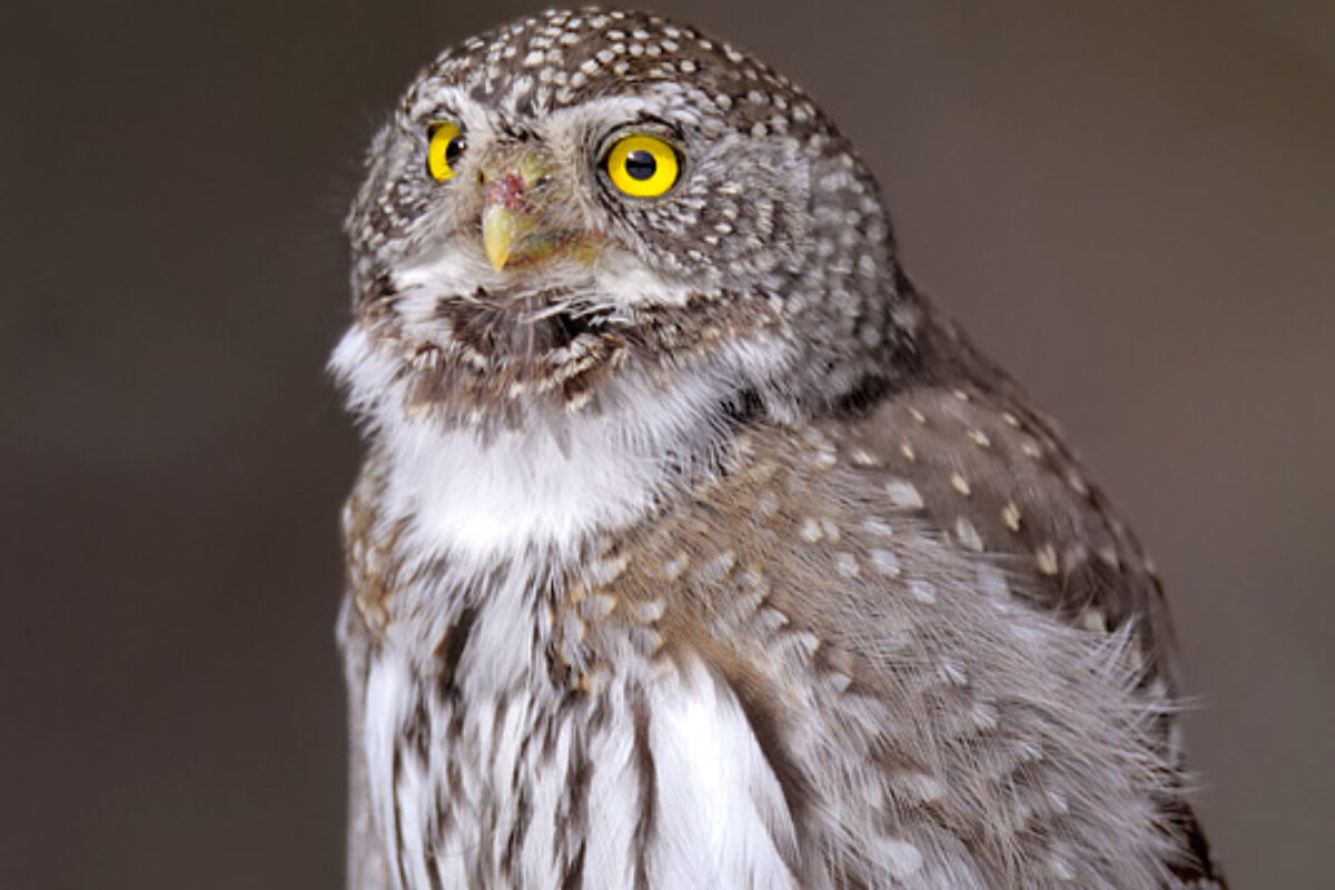 Northern Pygmy Owls, The Hunt Continues!